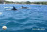 Golfinhos em armacao dos buzios