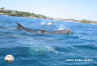 Golfinhos em buzios rj brazil